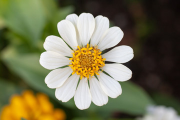 Fototapeta premium Beautiful white zinnia flower bloom in the garden on blur nature background.