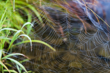 Spiderwebs over water with grass in background