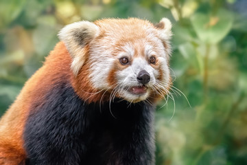 Wild red Panda with open mouth in nature