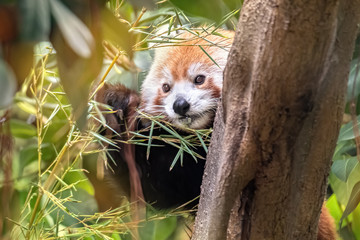 Funny wild red panda on clinging to a tree in nature