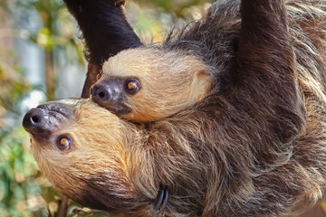Two sloths hanging in a tree, one is a baby. Wild animal quiet and friendly