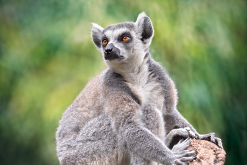 Naklejka na ściany i meble Portrait of wild lemur in nature. Lemuroidea primate