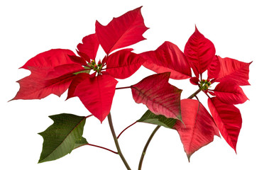 Red Euphorbia pulcherri leaf (mapoinsettia flower) isolated on white background.