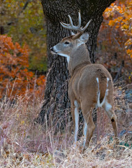 White tailed Deer in the woods