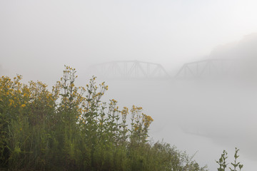 Wide-leaved sunflowers in a meadow and train-trestle in background in fog