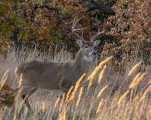 White tailed Deer