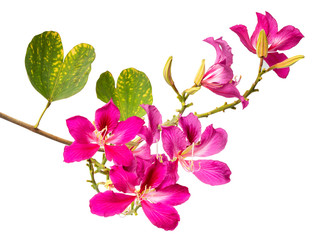 Naklejka premium Purple Bauhinia purpurea flowers Tropical isolate on white background,with clipping path.