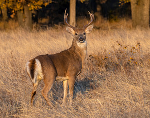 Whhite tailed Deer during the annual rut