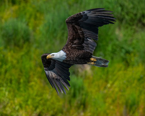 Bald Eagle in flight