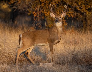 Whhite tailed Deer during the annual rut