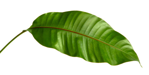 Philodendron leaf tropical isolated on white background.  © ittisak