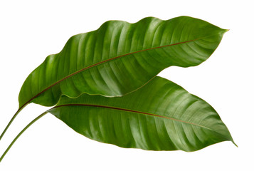 Philodendron leaf tropical isolated on white background.	