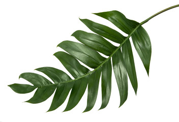 Philodendron leaf(Monstera deliciosa) tropical isolated on white background, with clipping path.  © ittisak