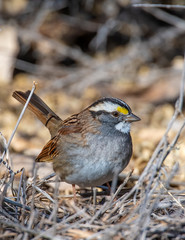 White Throated Sparrow