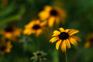 Common Black-eyed Susan close-up