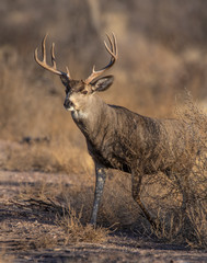 Mule Deer Buck