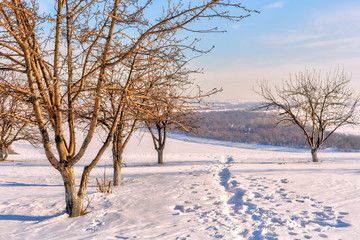 landscape with trees in the foreground