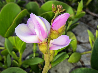 Obraz premium purple railroad vine flower on the sand dunes