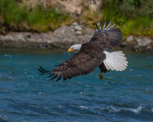 Bald Eagle in Alaska
