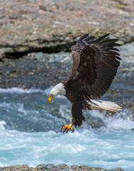 Bald Eagle in Alaska