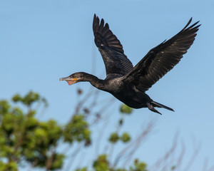 Cormorant in flight
