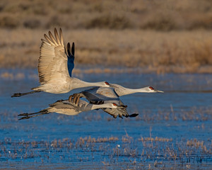 Sandhill Crane in flight at Boque Del Apache wildlife refughe