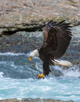 Bald Eagle In Alaska