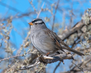 White Crowned Sparrow on a perch