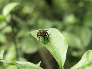 Close up macro view of tropical continental flies or lalat perched on the green dewy leaves foliage in blurry background in the morning. Selective focus. Black Fly insect Diptera Oestroidea blow flesh