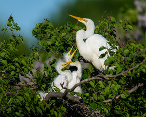 Great White Egret