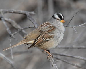 White Crowned Sparrow on a perch