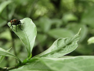 Close up macro view of tropical continental flies or lalat perched on the green dewy leaves foliage in blurry background in the morning. Selective focus. Black Fly insect Diptera Oestroidea blow flesh
