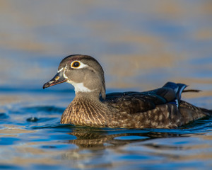 Wood Duck Hen in the water