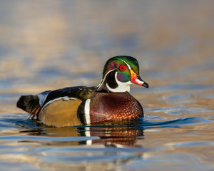 Wood Duck Drake in the water