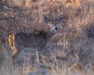 White tailed Deer