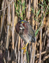 Green Heron with mouth open