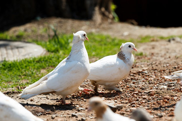 Domestic pigeons walk next to the dovecote