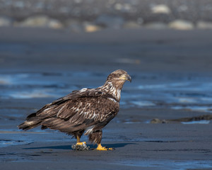 Bald Eagle on the beach in Alaska