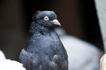 Domestic pigeons walk next to the dovecote