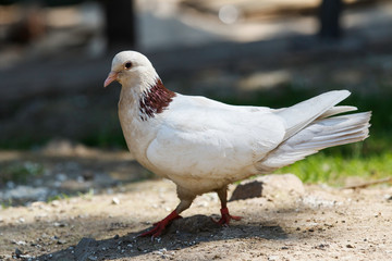 White ringed pigeon paces on the ground