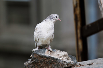 White ringed pigeon paces on the ground