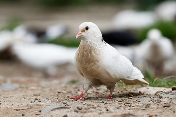 White ringed pigeon paces on the ground