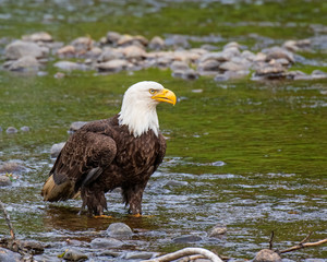 Bald Eagle in Alaska
