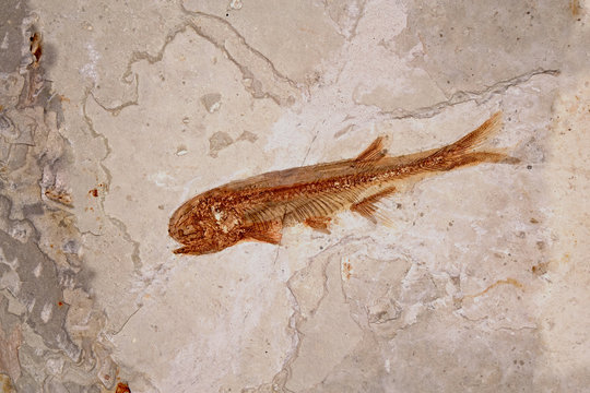 Fish Fossil (Lycoptera Davidi) From Liaoxi, Liaoning Province China, Its Lived From The Late Jurassic To Cretaceous Periods. Selective Focus With Copy Space.