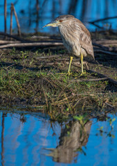 Immature Night Heron reflection