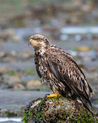 Bald Eagle on the beach in Alaska