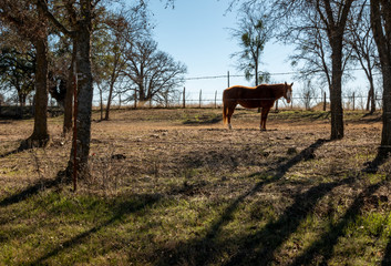 Horse Stands on Mound Looking Toward Camera in Early Morning Light