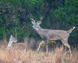 White tailed Deer