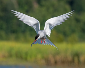 Artic Tern in flight