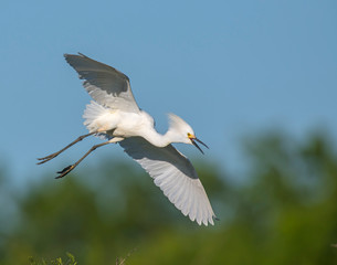 Snowy Egret in flight